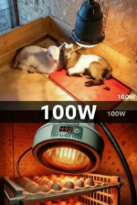 100W Kızılötesi (infrared) Isıtıcılı Hayvan Isıtma ve Kuluçka Lambası (Kırmızı Işık) E27 (Kalın Duy) ( Vipsepet ) - Görsel 3
