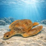Deniz Hayvanları Serisi - Caretta Caretta 22 cm (Vipsepet)